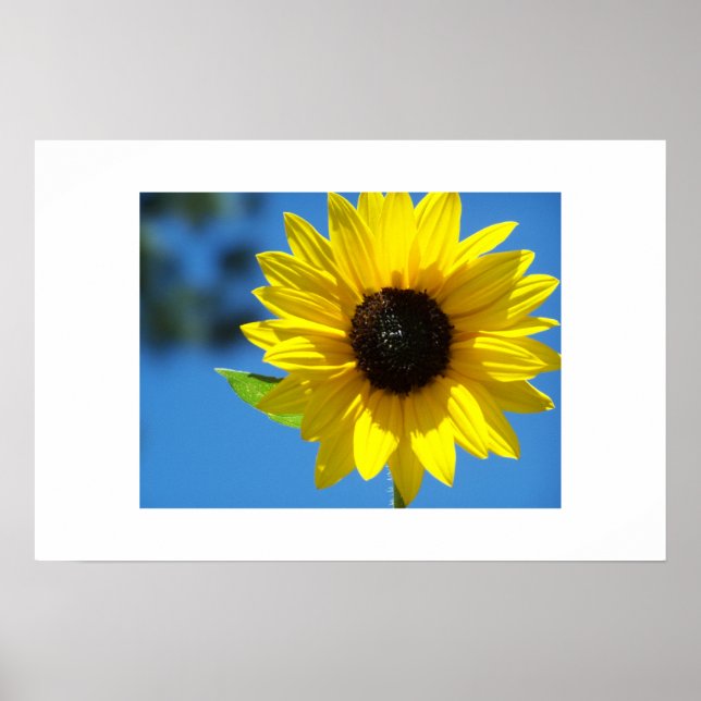Sonnenblume Poster (Vorne)