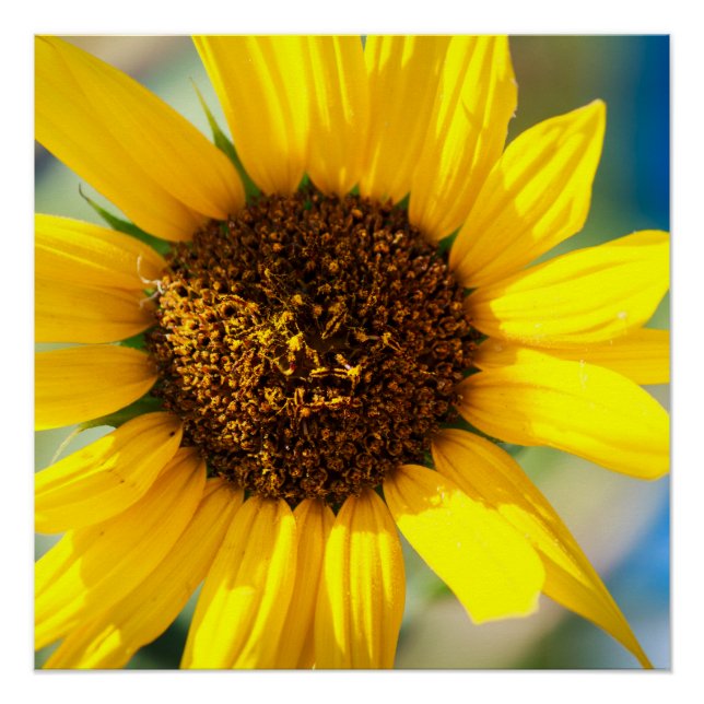 Sonnenblume Poster (Vorderseite)