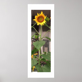 Sonnenblume Poster
