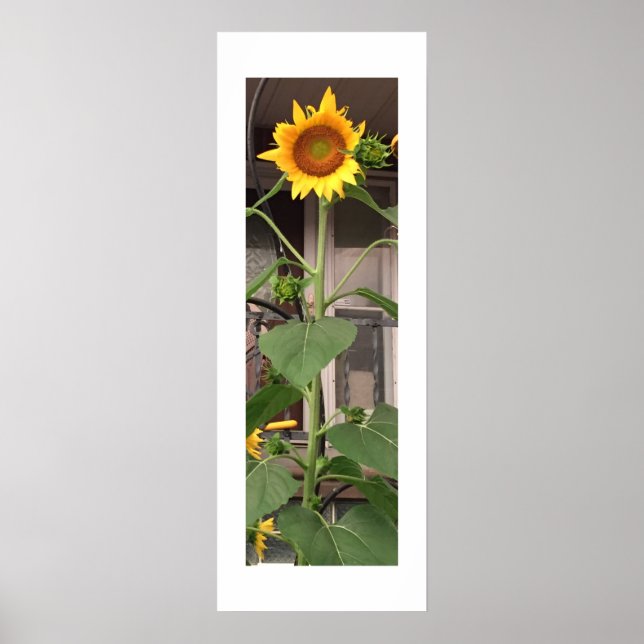 Sonnenblume Poster (Vorne)