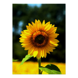 Sonnenblume Poster