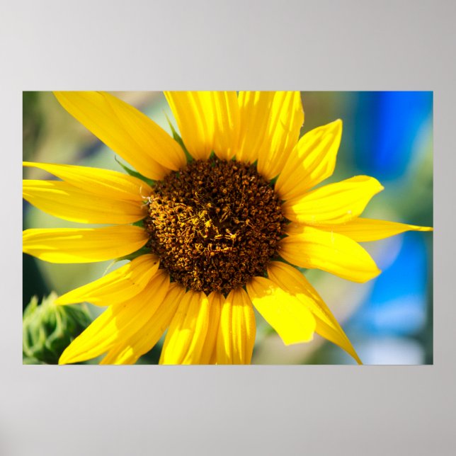 Sonnenblume Poster (Vorne)