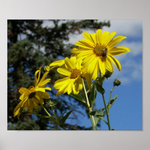 Sonnenblume Poster