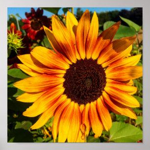 Sonnenblume Poster