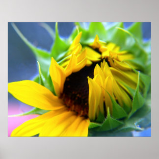 Sonnenblume Poster