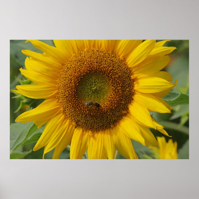 Sonnenblume Poster (Vorne)