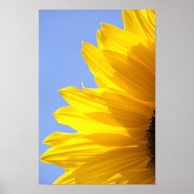 Sonnenblume Poster (Vorne)