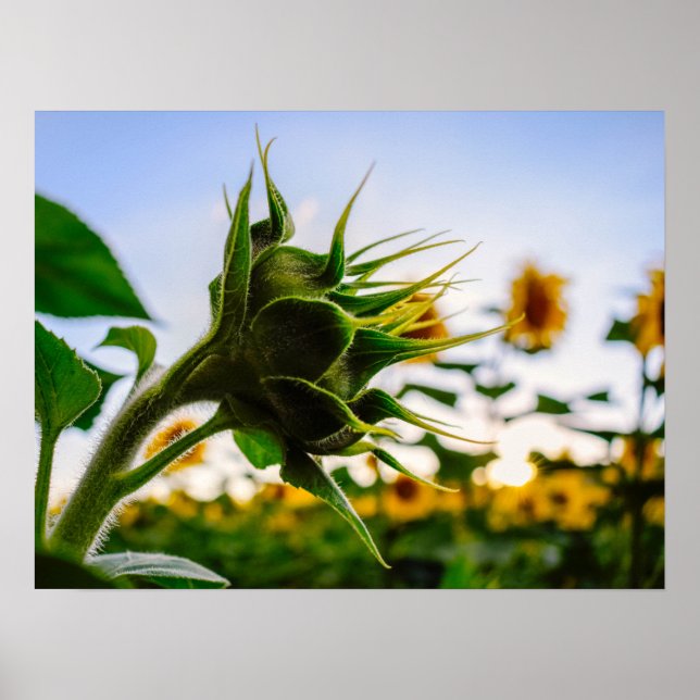 Sonnenblume Poster (Vorne)