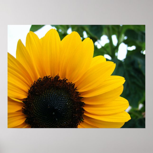 Sonnenblume Poster (Vorne)