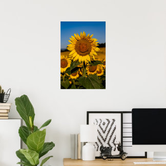 Sonnenblume Poster
