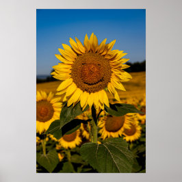 Sonnenblume Poster