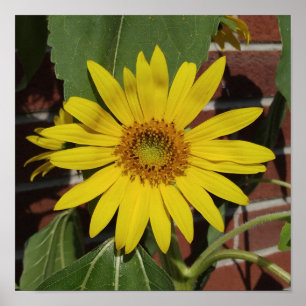 Sonnenblume Poster