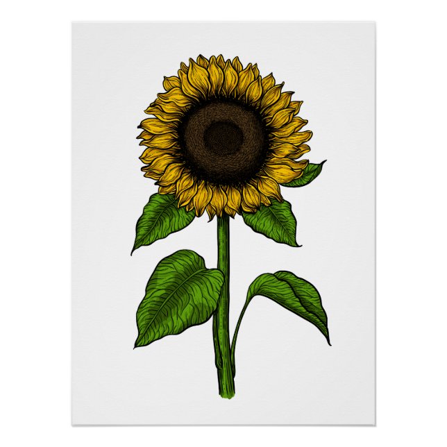 Sonnenblume Poster (Vorderseite)