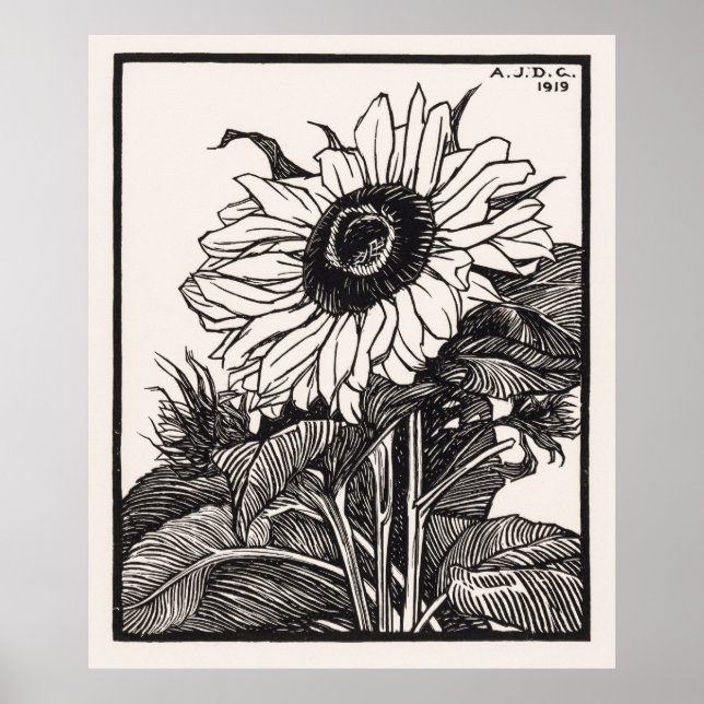 Sonnenblume Poster (Vorne)