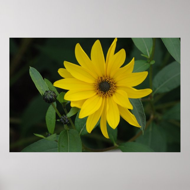Sonnenblume Poster (Vorne)
