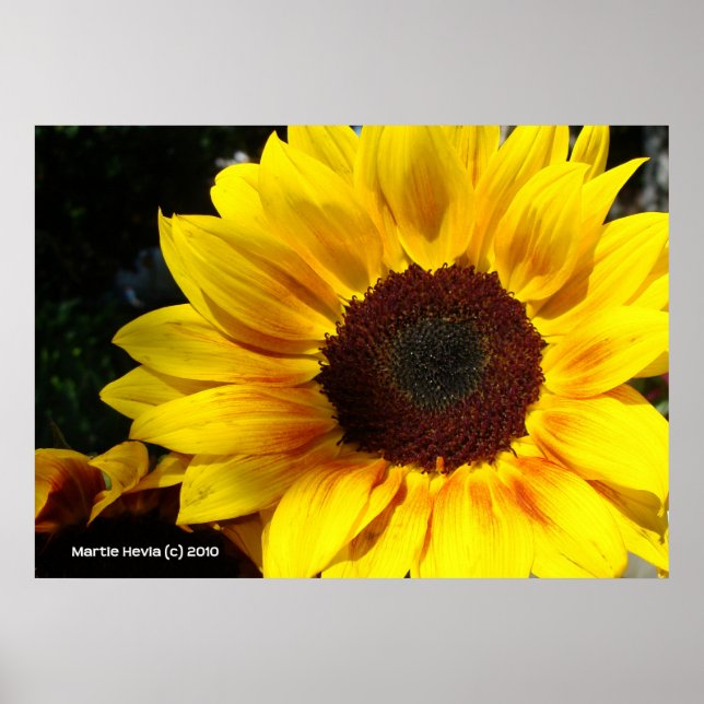 Sonnenblume Poster (Vorne)