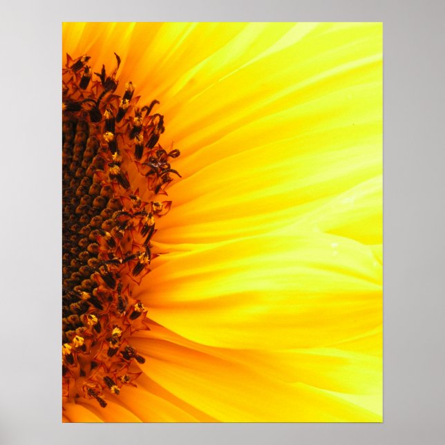 Sonnenblume Poster (Vorne)