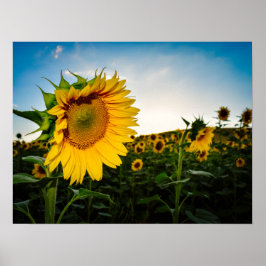 Sonnenblume Poster