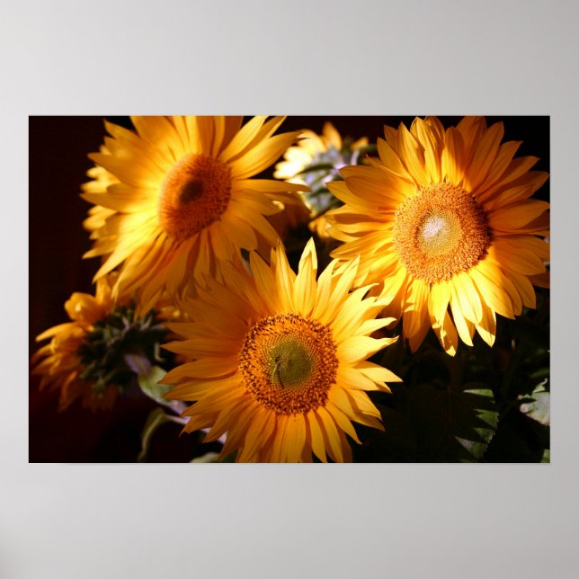 Sonnenblume Poster (Vorne)