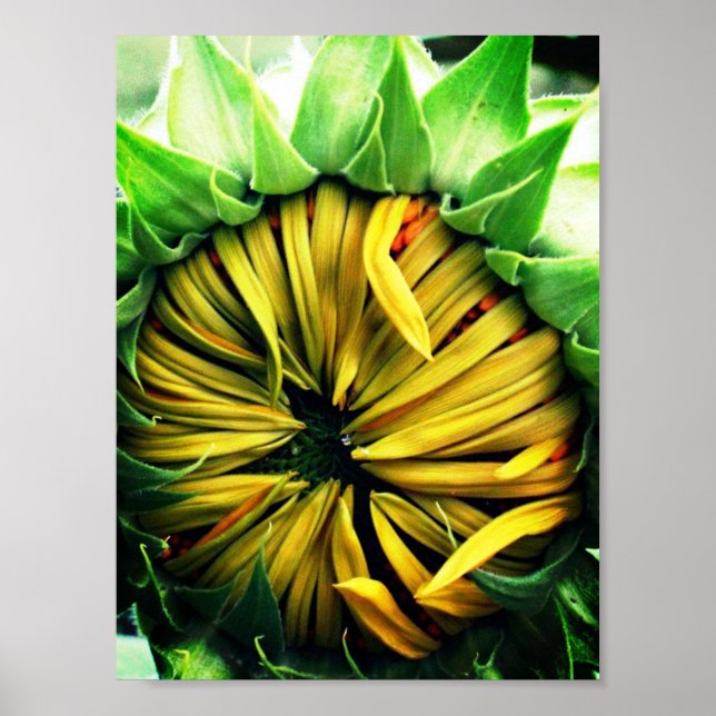 Sonnenblume Poster (Vorne)