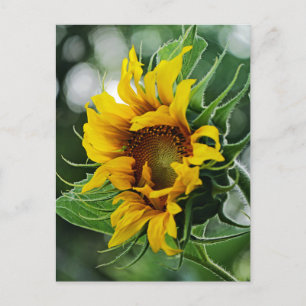 Sonnenblume Postkarte