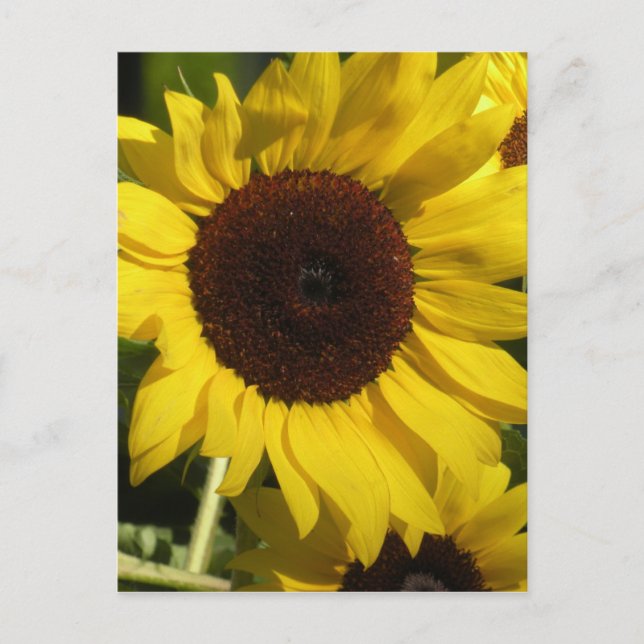 Sonnenblume Postkarte (Vorderseite)