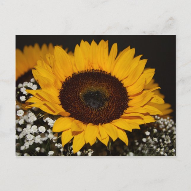 Sonnenblume Postkarte (Vorderseite)