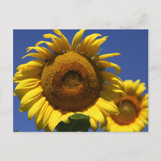 Sonnenblume Postkarte (Vorderseite)