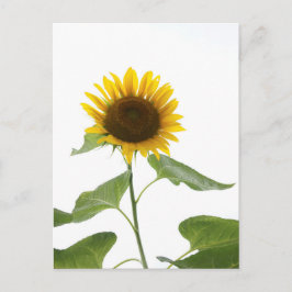 Sonnenblume Postkarte