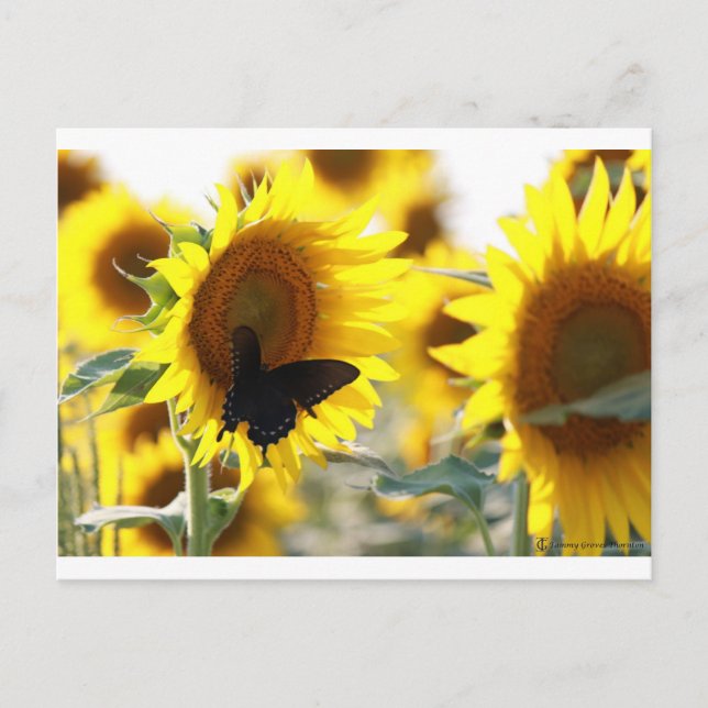 Sonnenblume Postkarte (Vorderseite)