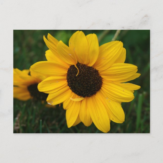 Sonnenblume Postkarte (Vorderseite)