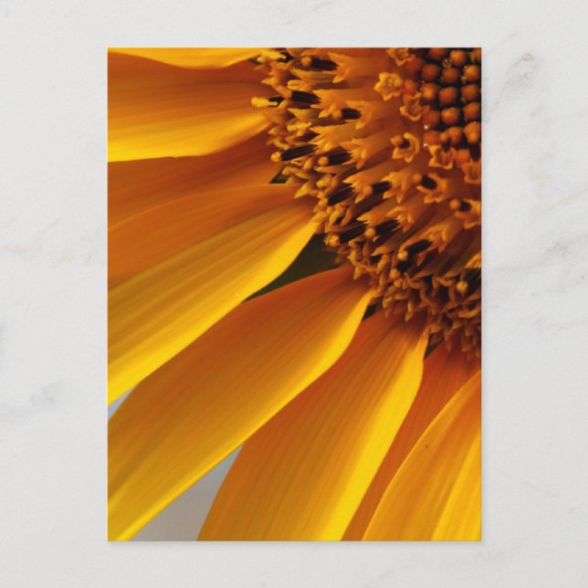 Sonnenblume Postkarte (Vorderseite)