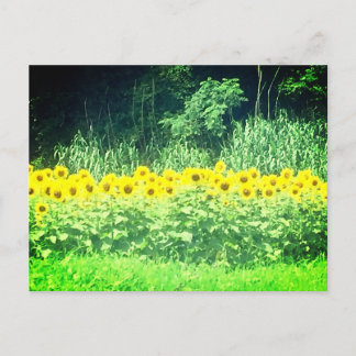 Sonnenblume Postkarte