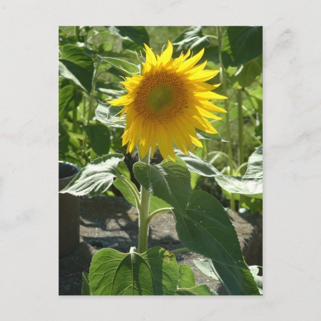 Sonnenblume Postkarte (Vorderseite)