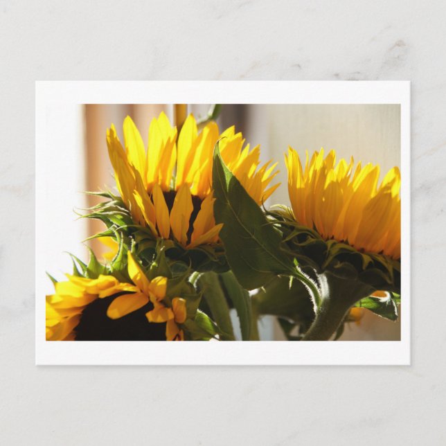 Sonnenblume Postkarte (Vorderseite)