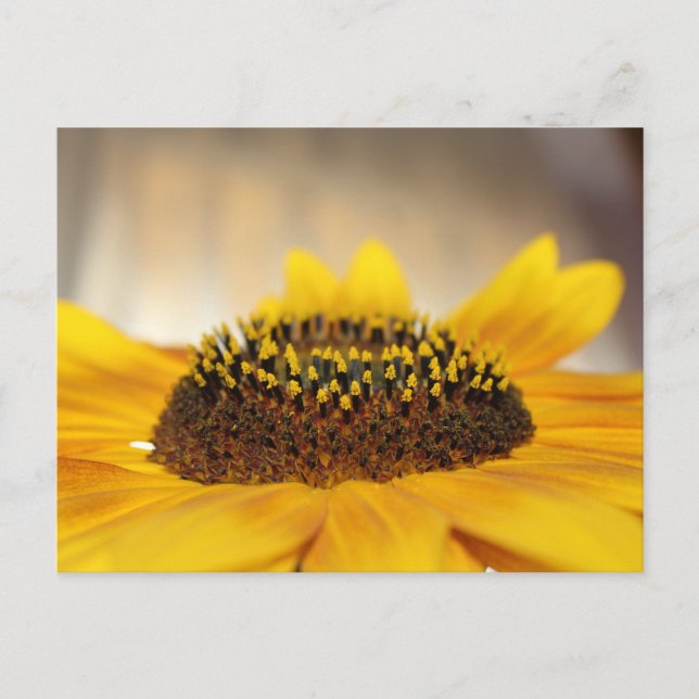 Sonnenblume Postkarte (Vorderseite)