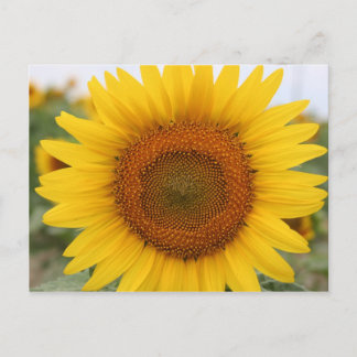 Sonnenblume Postkarte