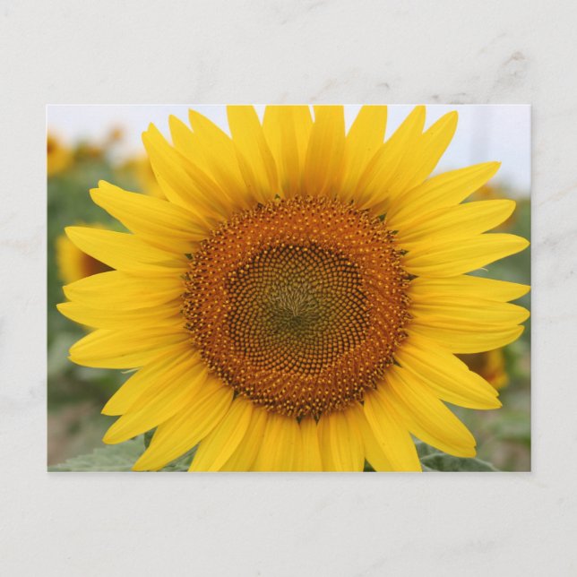Sonnenblume Postkarte (Vorderseite)