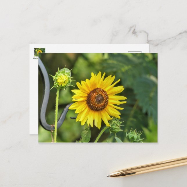 Sonnenblume Postkarte (Vorderseite/Rückseite Beispiel)
