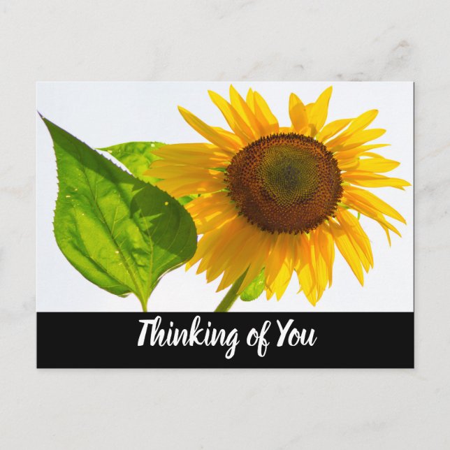 Sonnenblume Postkarte (Vorderseite)