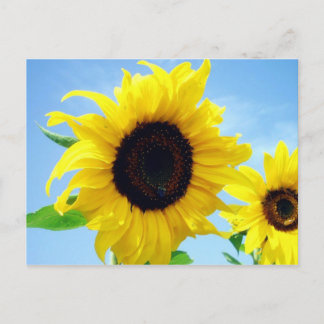 Sonnenblume Postkarte