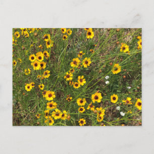 Sonnenblume Postkarte