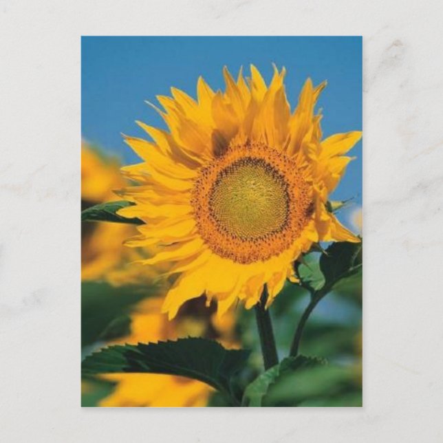 Sonnenblume Postkarte (Vorderseite)