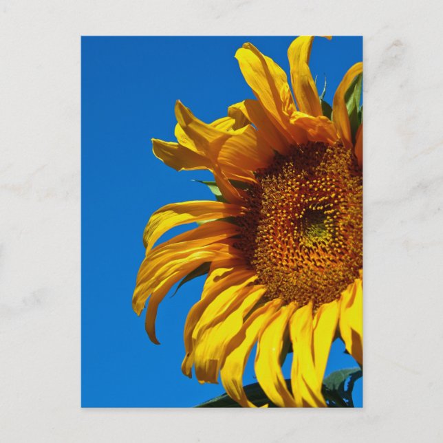 Sonnenblume - Postkarte (Vorderseite)