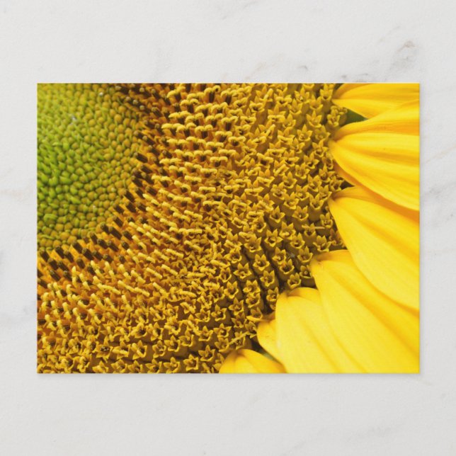 Sonnenblume Postkarte (Vorderseite)