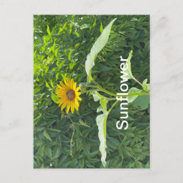Sonnenblume Postkarte