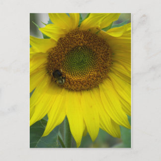 Sonnenblume Postkarte