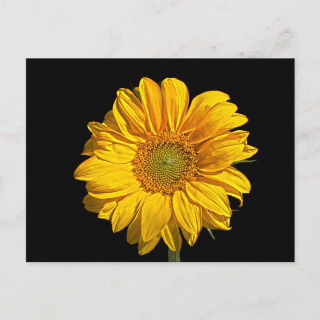 Sonnenblume Postkarte (Vorderseite)