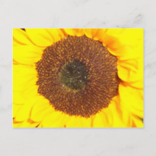 Sonnenblume Postkarte