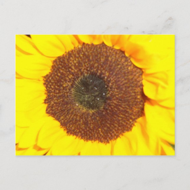 Sonnenblume Postkarte (Vorderseite)